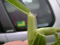 Ligule