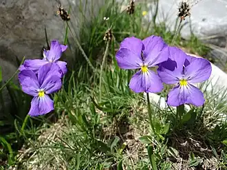 Description de cette image, également commentée ci-après