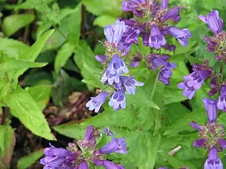 Description de l'image Penstemon aff. serrulatus - Flickr - peganum.jpg.