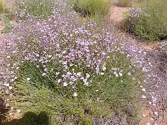 Description de l'image Penstemon ambiguus1.jpg.