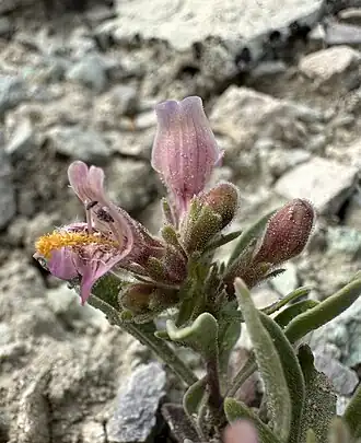 Description de l'image Penstemon barnebyi - Matt Berger 07.jpg.