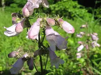 Description de l'image Penstemon calycosus Kentucky.jpg.