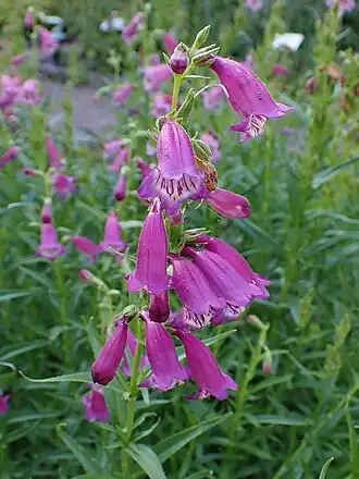 Description de l'image Penstemon campanulatus kz02.jpg.