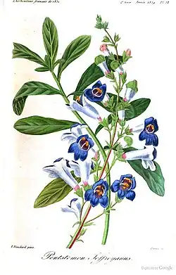 Penstemon