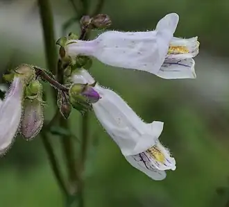 Description de l'image Penstemon laxiflorus - 51173022074.jpg.