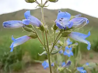 Description de l'image Penstemon radicosus.jpg.