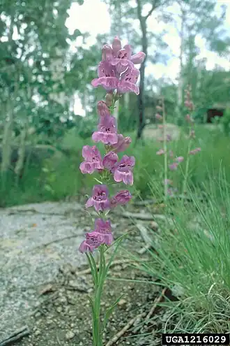 Description de l'image Penstemon secundiflorus bugwood.jpg.