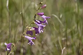 Description de l'image Penstemon virgatus subsp. virgatus - Flickr - aspidoscelis (1).jpg.