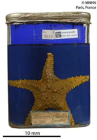 Pentaceraster mammillatus séchée (MNHN)