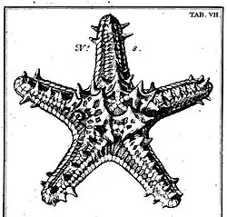 Dessin holotype par Linck, 1733.