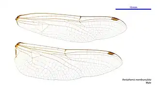 Description de l'image Pentathemis membranulata male wings (34216460384).jpg.