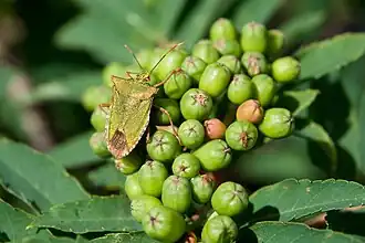 Description de cette image, également commentée ci-après