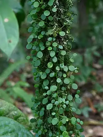 Description de l'image Peperomia rotundifolia kz06.jpg.