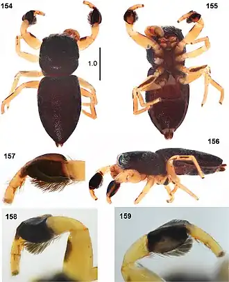 Description de l'image Peplometus chlorophthalmus (10.3897-zookeys.944.49921) Figures 154–159.jpg.