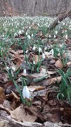 Des perce-neige dans un sous-bois de feuillus à Vic-sur-Cère (Cantal).