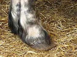 Photo d'un sabot en gros plan.