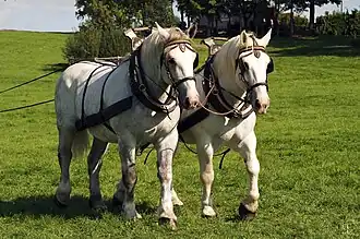 Percherons attelés au mondial 2011 de la race, haras national du Pin.