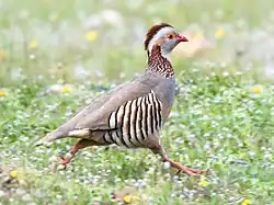 Un oiseau courant dans l'herbe. Plumage gris, bec rouge, houppe brune, aile rayée, pattes roses, œil bordé d'orange.