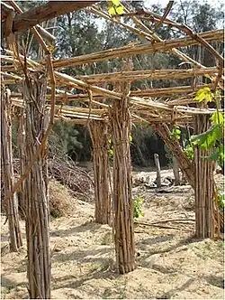 Vignes conduites sur pergola