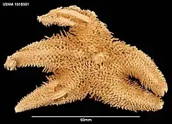 Peribolaster folliculatus (USNM).