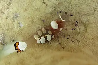 Periclimenes brevicarpalis sur une anémone à La Réunion