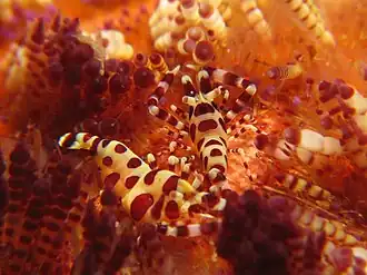 Crevettes symbiotiques Periclimenes colemani sur un Asthenosoma varium.