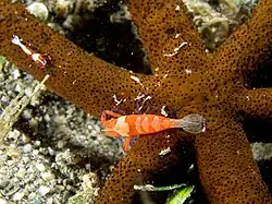 Crevette nettoyeuse Periclimenes imperator sur une Echinaster luzonicus.