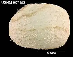 Pericosmus melanostomus (de profil)