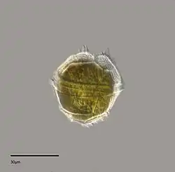 Peridinium willei (Peridiniaceae).