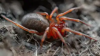 Description de l'image Periegops suterii 311469976.jpg.