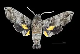 Face dorsale de la femelle(coll.MHNT)