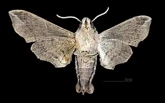 Face ventrale de la femelle(coll.MHNT)