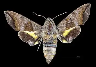 Perigonia lusca f. interrupta Face dorsale de la femelle (coll.MHNT)