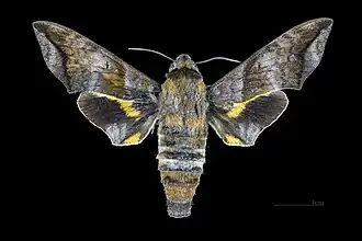 Face dorsale de la femelle (coll.MHNT)