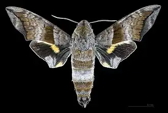 Face dorsale du mâle (coll.MHNT)