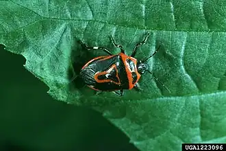 Perillus bioculatus, ou punaise masquée, prédateur des larves du doryphore