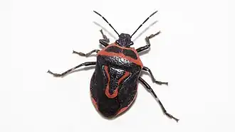 Description de cette image, également commentée ci-après