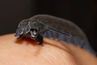 Tête de Peripatoides novaezealandiae&nbsp;(en).