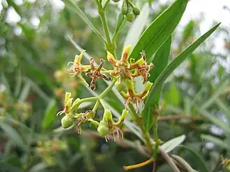 Description de l'image Periploca laevigata-flowers.jpg.