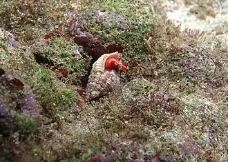 Peristernia nassatula?