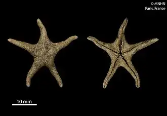 Perknaster aurorae (MNHN).