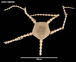 Perlophiura profundissima, un des animaux les plus profonds connus.