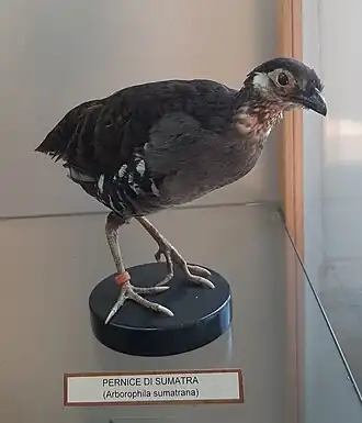 Description de l'image Pernice di Sumatra (Arborophila sumatrana).jpg.