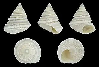 Perrinia elisa, des Perrinia, des Seguenzioides. Venant de l'ile de Malocaboc, au Negros occidental aux Philippines. Septembre 2022.