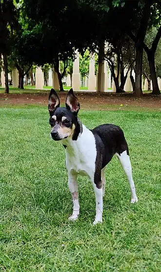 Image illustrative de l’article Ratier valencien