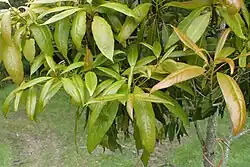 Persea japonica (autre plante-hôte)