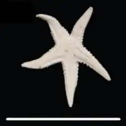 Persephonaster echinulatus