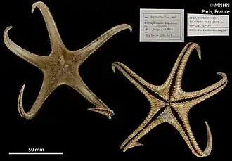 Persephonaster exquisitus (MNHN).