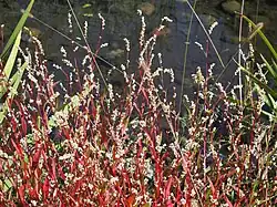 Petites renouées en fleurs.