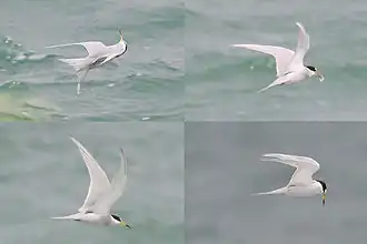 Description de l'image Peruvian Tern.JPG.